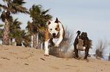 AMSTAFF  ADULT & PUPPIES 039
